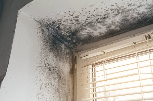Affordable Basement Mold Removal solutions in Fallentimber, PA